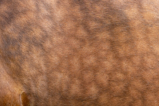 mottled brown horse fur texture background detail