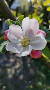 Close-up of a blooming apple tree flower, Beautiful white and pink apple blossom flower close-up on a tree branch. Apple tree blooming in the garden during spring season 