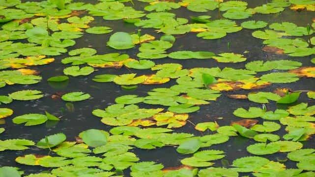 Soft rain falls on green lily pads in pond on farm, calm relaxing scene