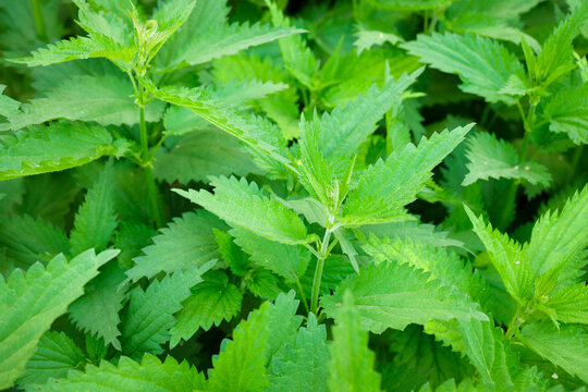 stinging nettle plant close-up urtica dioica herbal leaf gree fresh weed