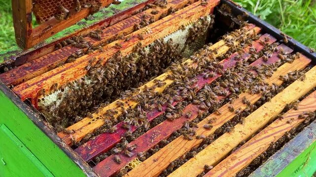Beekeeper gently pulling in one hive frame between the others to inspect honey bee colony inside wooden apiary box.