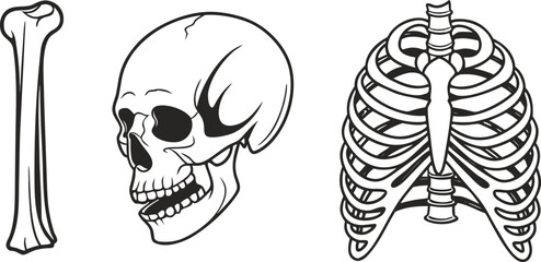 Set of human bones including a long bone, a skull, and a rib cage © S M Sajib