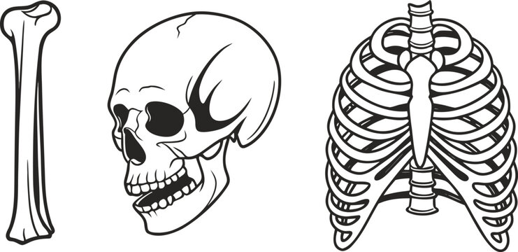 Set of human bones including a long bone, a skull, and a rib cage