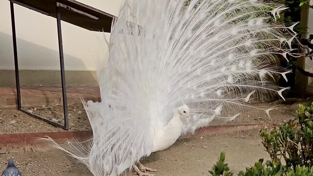 Close-up view of the flowing tail of a white peacock. The Waldstein Garden in Prague, Czech Republic.