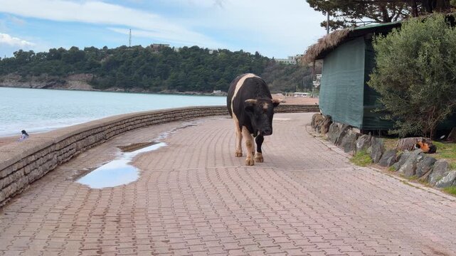 A large black and white horned bull walks freely along a paved seaside promenade path beside the calm sea creating an unusual rural wildlife scene at a coastal town in daytime.