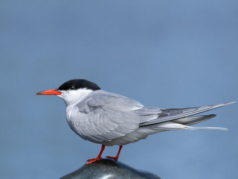 The Common Tern (Sterna hirundo) on blue sky background.