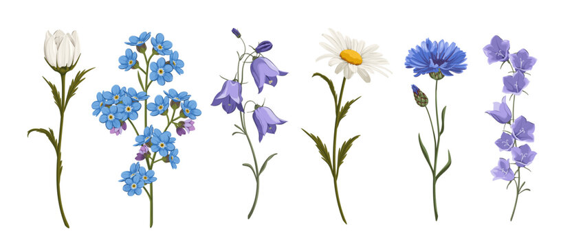 A set of wildflowers on a white background. Cornflowers, daisies, bellflowers, and forget-me-nots. 
