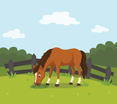 Horse eating grass in the field