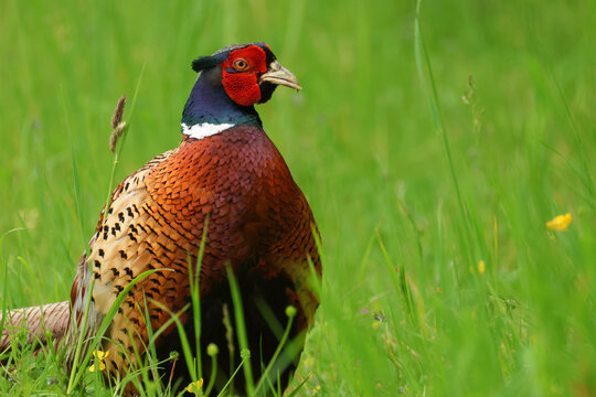 A stunning male Pheasant, Phasianus colchicus, standing in a meadow.