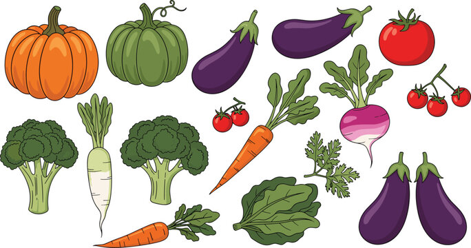 Colorful Hand Drawn Fresh Vegetable Collection with Orange Green Pumpkin Eggplant Tomato Broccoli Carrot Radish Turnip Cabbage Vector Illustration Set