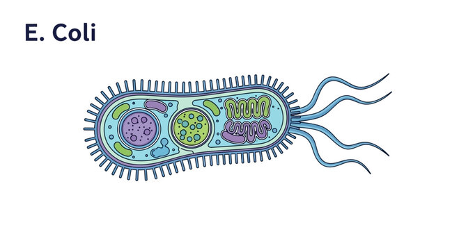 E. Coli Bacterium Illustration - Microscopic Organism