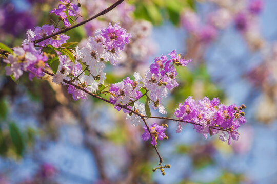 Vibrant blossom display botanical garden floral photography sunny day close-up nature