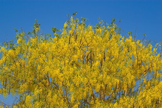 Blooming yellow flowers in nature vibrant tree canopy bright sunny day close-up view