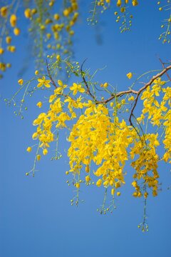 Blooming yellow flowers nature scene close-up photography sunny environment bright day