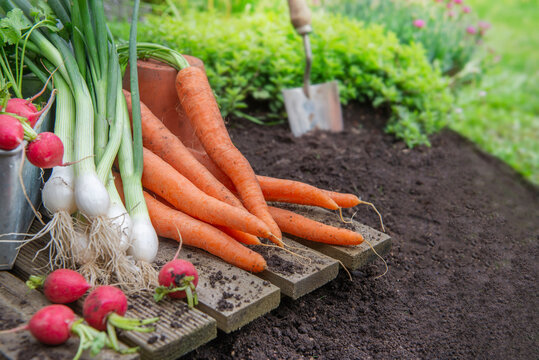 Bunch of organic carrots, oinions and radish harvest in garden and placed on a plank on the dirty ground with planting shovel background