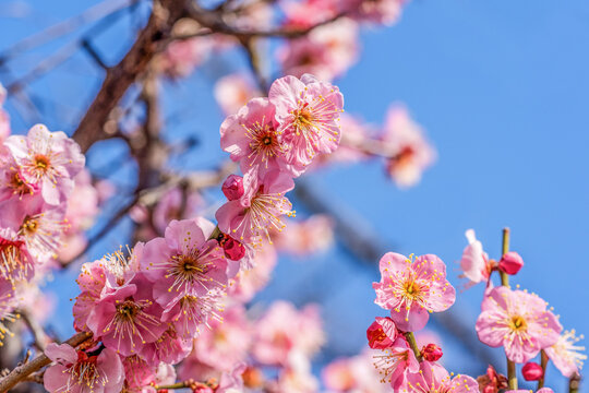Pink Japanese plum blossoms against clear blue sky