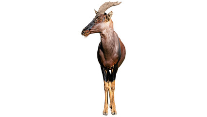 topi, deer, png, antelope PNG, on Transparent background © Fai