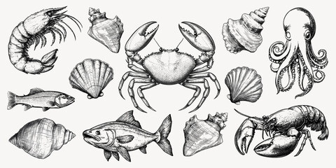 Fototapeta premium Vintage marine life illustrations collection vector elements