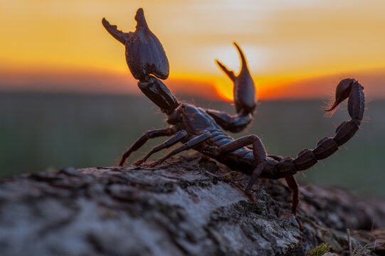 Scorpion with raised claws and stinger at sunset close-up macro photography wildlife photography