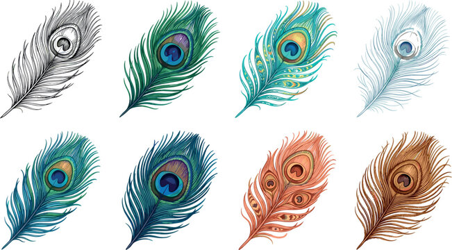 Peacock Feather Vector Collection with Colorful Exotic Plumage, Elegant Decorative Bird Feathers, and Hand Drawn Nature Illustration Designs