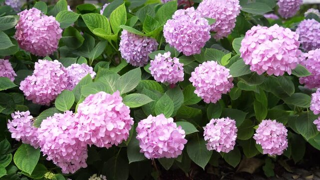 Closeup of pink hydrangea blossom swaying with breeze