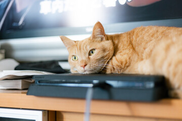 ゲーム機の上で寝る猫 © 彩華 満田