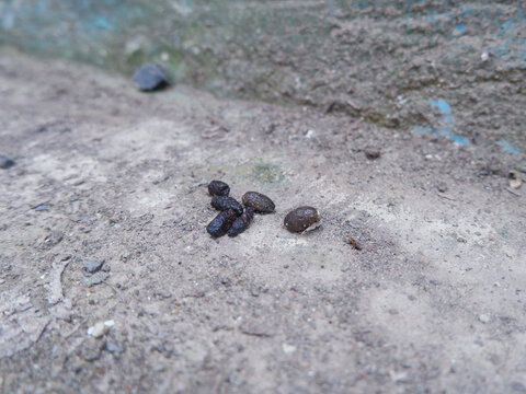 smal rodent droppings on a dirty concrete floor. Ideal for pest control services, hygiene awareness, sanitation guidelines, and wildlife identification articles.