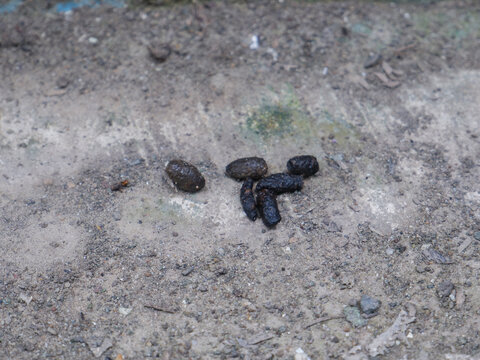 smal rodent droppings on a dirty concrete floor. Ideal for pest control services, hygiene awareness, sanitation guidelines, and wildlife identification articles.