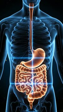 Detailed Anatomical Illustration Of The Human Digestive System In Vibrant Colors Against A Dark Background For Medical And Educational Use