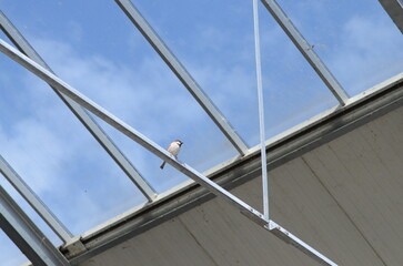 Fototapeta premium Male House Sparrow (Passer domesticus) Indoor glass structure Greenhouse