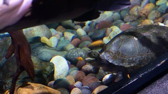 Freshwater turtle swimming over river rocks in an aquarium