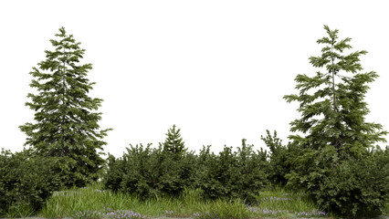Tall trees stand alongside dense bushes in a natural setting. The scene shows green foliage and plants without much light, creating a simple view of the forest. 3d render © angel_nt