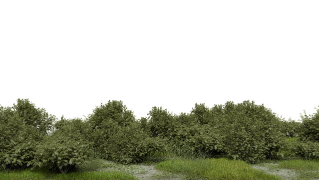 Green bushes and tall grass stretch across the ground in a natural area. The scene displays a clear sky over the greenery during the day. Sunlight falls on the plants. 3d render