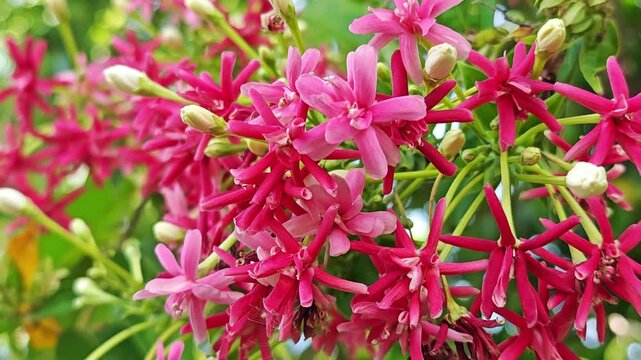 Rangoon Creeper Flower in Garden.