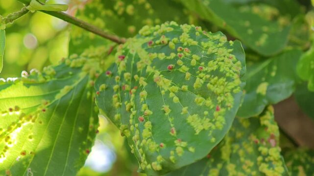 Rangoon Creeper Leaves Infected by Eriophyid Mites.