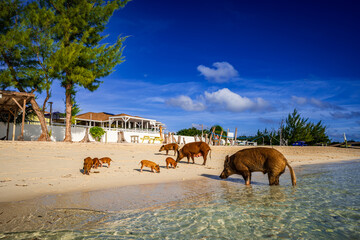 Family of famous swimming pigs and piglets relaxing on the sandy beach of No Name Cay, Bahamas. Tropical Caribbean paradise with crystal-clear turquoise water and vibrant blue skies. © Randy