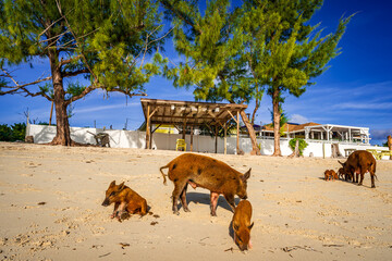 Family of swimming pigs and piglets roaming along the tropical sandy beach of No Name Cay, Bahamas, with crystal clear turquoise water, lush island scenery, and vibrant blue Caribbean sky. © Randy