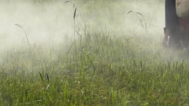 A worker performs spraying of ripening rice plants with protective solution using field equipment across a cultivated cereal plantation landscape. Plant care.