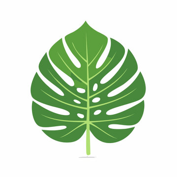 Monstera Deliciosa Leaf Illustration