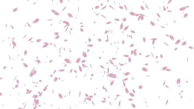 cherry blossom, sakura, sakura background