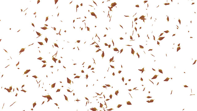 autumn leaves,  autumn concept, seasonal background