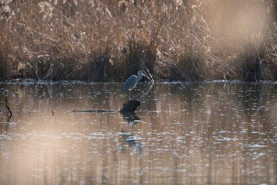 Wild grey heron standing on a floating log in a tranquil wetland pond during golden hour