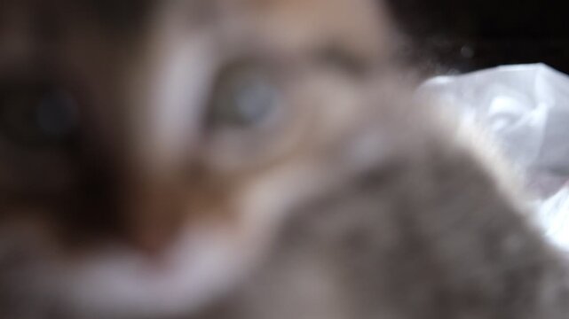 Playful kitten attack on a camera lens, captured mid‑leap in a burst of feline energy. intentionally slightly out of focus, enhancing the sense of motion and adding a cinematic, candid feel.