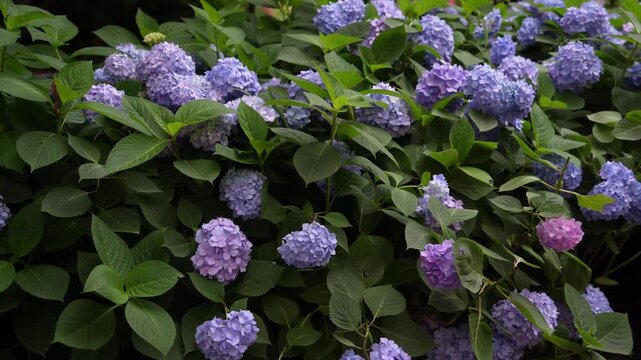 Delicate blue hydrangeas in peak bloom, captured up close with rich foliage in the background.