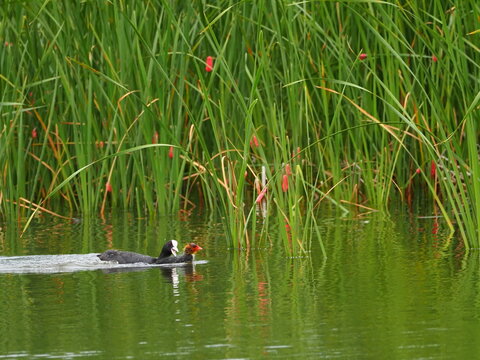 池に浮かぶオオバンの親子