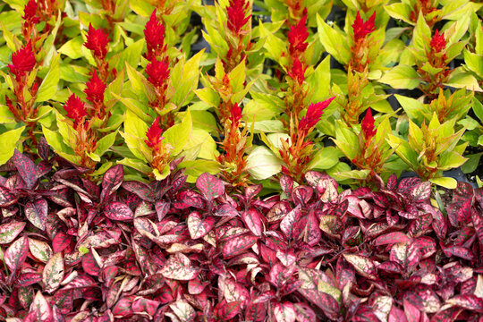 A background of natural red flowers: Celosia paniculata and Iresine. Concept: landscape design, interior design, cosmetics packaging, textile prints