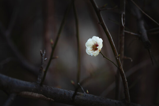 Beautiful white plum blossom flower on branch with dark moody background