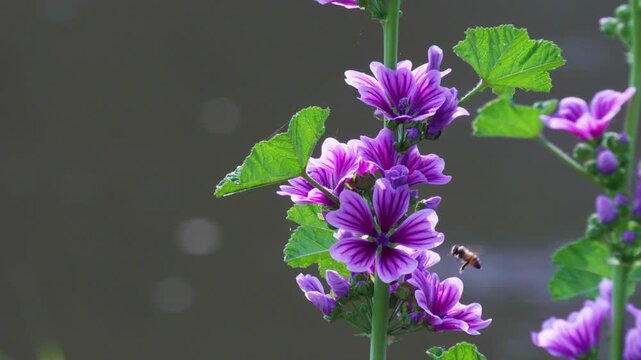 川に咲く花&ldquo;ゼニアオイ&rdquo;(ハチが飛び交う)