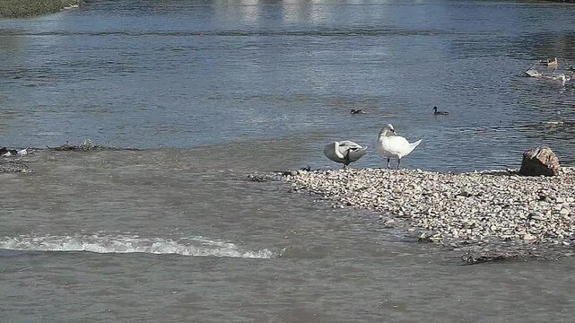 Graceful Swans Gliding on River Water