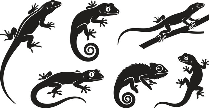 Six black lizard silhouette illustrations on a white background